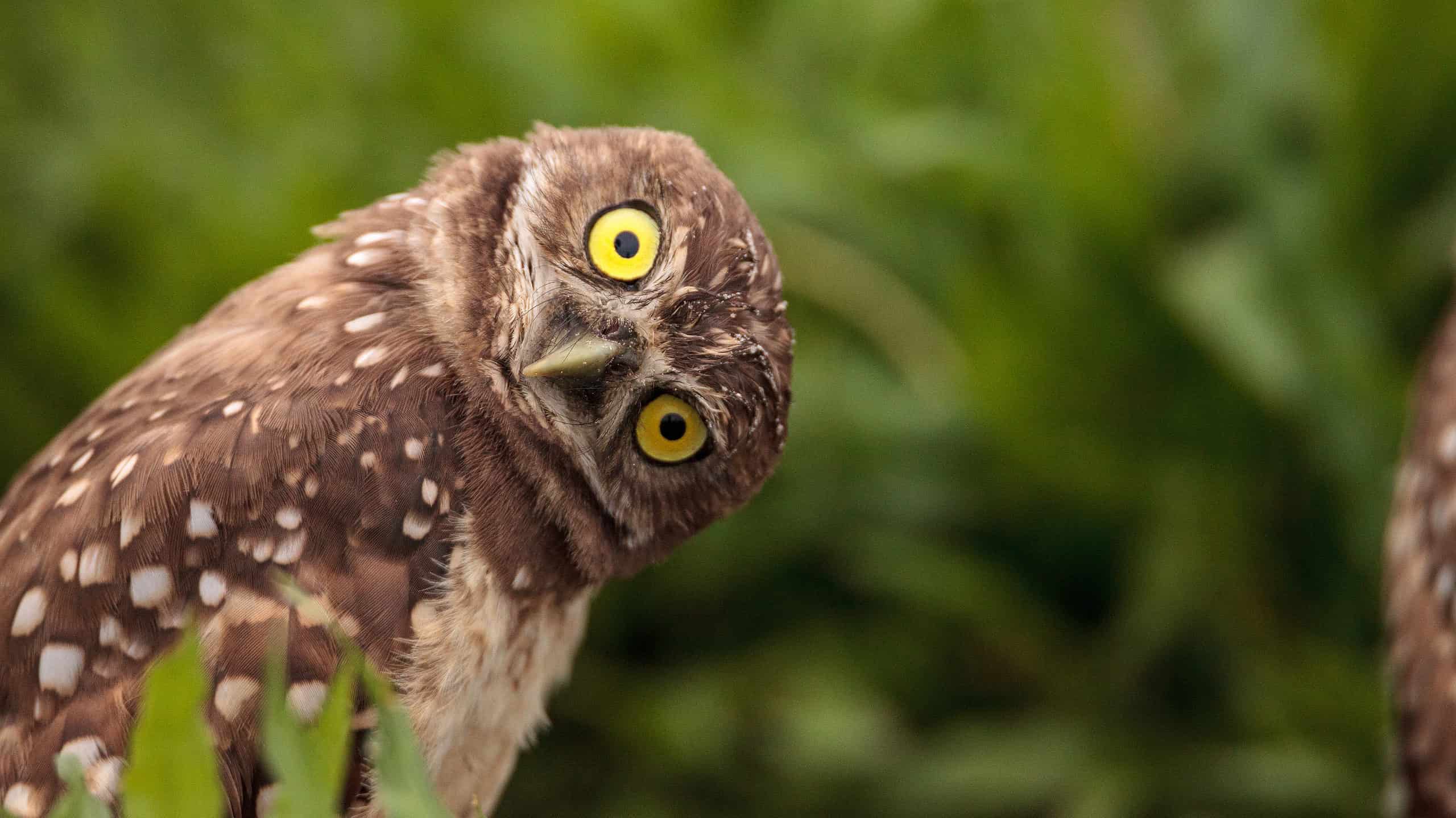 bird.jpg